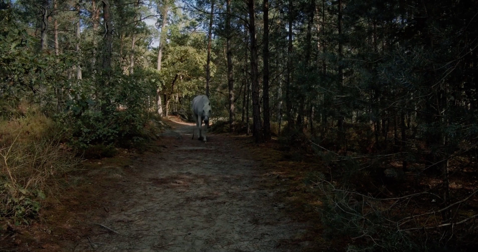 Cheval blanc en for&ecirc;t de Fontainebleau